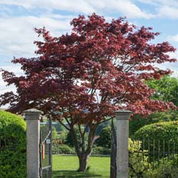 Bordo do Japo 'Atropurpureum'